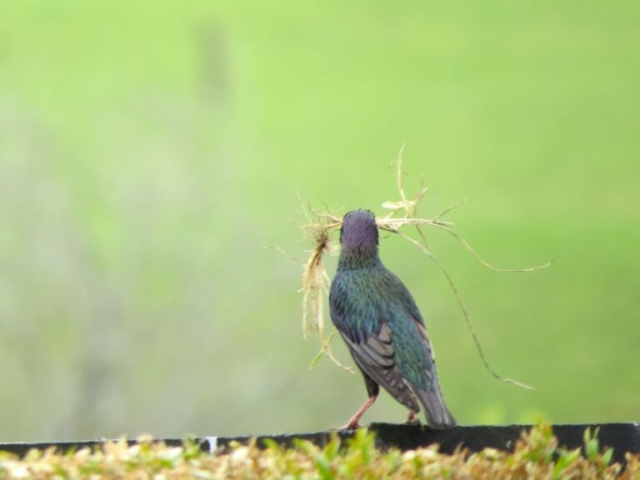 A bird nesting at the Rural Naturist B&B Retreat A bird nesting at the Rural Naturist B&B Retreat