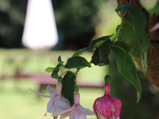 The garden at the Rural Naturist B&B Retreat The garden at the Rural Naturist B&B Retreat