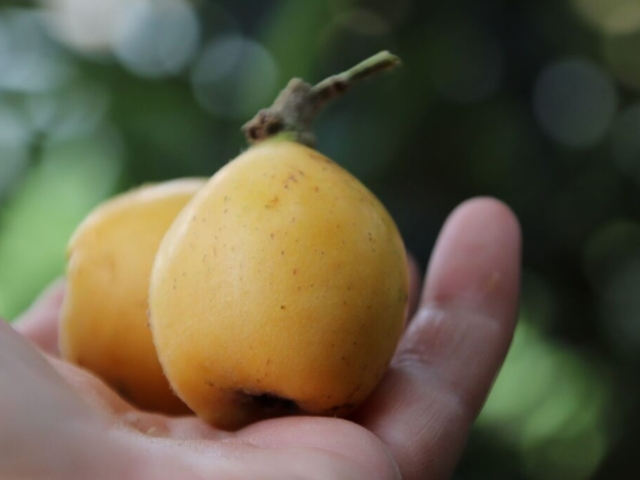 Loquat season at the Rural Naturist B&B Retreat Loquat season at the Rural Naturist B&B Retreat