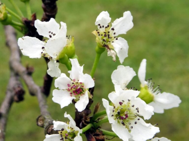 Nashi pear blossom at the Rural Naturist B&B Retreat Nashi pear blossom at the Rural Naturist B&B Retreat
