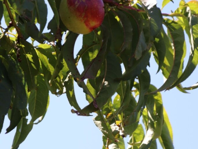 Necturine season at the Rural Naturist B&B Retreat Necturine season at the Rural Naturist B&B Retreat
